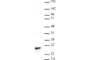 Histone H3 dimethyl Lys9 antibody tested by Western blot. (Histone 3 Antikörper  (2meLys9))