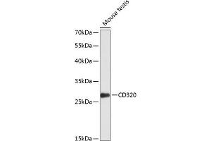 Western blot analysis of extracts of mouse testis, using CD320 antibody  at 1:1000 dilution. (CD320 Antikörper  (AA 36-229))