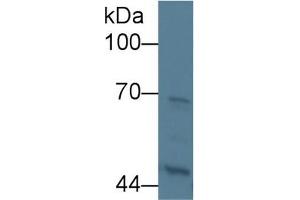 Western Blot; Sample: Human 293T cell lysate; Primary Ab: 5µg/ml Rabbit Anti-Rat KNG1 Antibody Second Ab: 0.