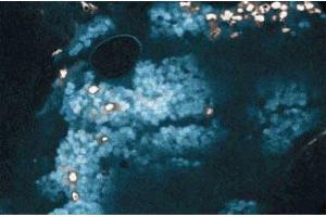 Immunohistochemical staining of Bcl2 (clone 7) on Rabbit Lung (Bcl-2 Antikörper  (AA 49-179))