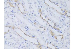 Immunohistochemistry of paraffin-embedded mouse kidney using AQP4 antibody (ABIN6290071) at dilution of 1:50 (40x lens). (Aquaporin 4 Antikörper)