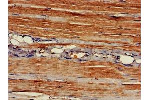 IHC image of ABIN7150938 diluted at 1:400 and staining in paraffin-embedded human skeletal muscle tissue performed on a Leica BondTM system. (EAPP Antikörper  (AA 1-285))