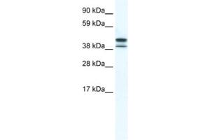 Western Blotting (WB) image for anti-TATA Box Binding Protein Like 2 (Tbpl2) antibody (ABIN2461562) (Tbpl2 Antikörper)
