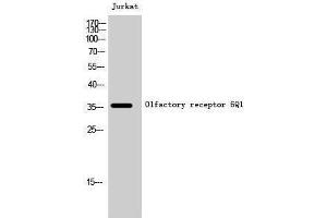 Western Blotting (WB) image for anti-Olfactory Receptor, Family 6, Subfamily Q, Member 1 (OR6Q1) (Internal Region) antibody (ABIN3186182) (OR6Q1 Antikörper  (Internal Region))