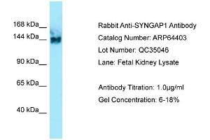 Western Blotting (WB) image for anti-Synaptic Ras GTPase Activating Protein 1 (SYNGAP1) (C-Term) antibody (ABIN2789829) (SYNGAP1 Antikörper  (C-Term))