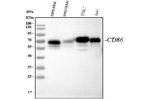 Western blot analysis of CD86 using anti-CD86 antibody (ABIN3042788). (CD86 Antikörper  (AA 24-329))