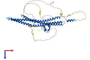 BAIAP2 Protein (AA 1-552) (His tag)