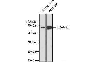 Western blot analysis of extracts of various cell lines using TSPAN33 Polyclonal Antibody at dilution of 1:1000. (TSPAN33 Antikörper)