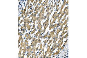 IHC analysis of Sigma1-Receptor/SIGMAR1 using anti-Sigma1-Receptor/SIGMAR1 antibody (ABIN7599011). (SIGMAR1 Antikörper  (AA 1-154))