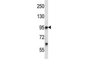 Tie1 antibody western blot analysis in K562 lysate. (TIE1 Antikörper  (AA 361-389))