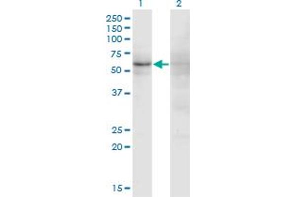 ZNF180 Antikörper  (AA 176-285)