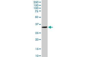 EPCAM MaxPab polyclonal antibody. (EpCAM Antikörper  (AA 1-314))