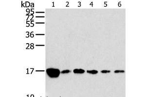 Western Blot analysis of Raji, K562, A549, hepg2, PC3 and hela cell using RPLP2 Polyclonal Antibody at dilution of 1:800 (RPLP2 Antikörper)