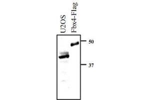 Whole cell extracts prepared from U-2 OS cells, or insect Sf9 cells expressing Flag-FBX4, were resolved by SDS-PAGE and transferred to nitrocellulose. (FBXO4 Antikörper  (N-Term))