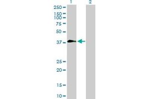 Western Blot analysis of ZNF557 expression in transfected 293T cell line by ZNF557 MaxPab polyclonal antibody. (ZNF557 Antikörper  (AA 1-375))
