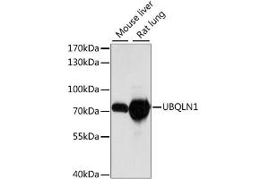 Western blot analysis of extracts of various cell lines, using UBQLN1 antibody (ABIN6291041) at 1:1000 dilution. (Ubiquilin 1 Antikörper)