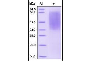 SDS-PAGE (SDS) image for Triggering Receptor Expressed On Myeloid Cells 4 (TREM4) (AA 19-247) protein (His tag) (ABIN2180750) (CD300LG Protein (AA 19-247) (His tag))