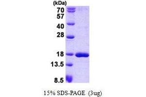 Image no. 1 for Single-Stranded DNA Binding Protein 1 (SSBP1) protein (His tag) (ABIN1098578) (SSBP1 Protein (His tag))