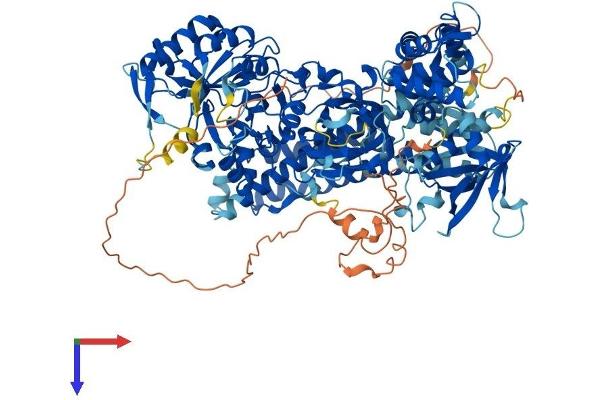 PLCL1 Protein (AA 1-1095) (His tag)