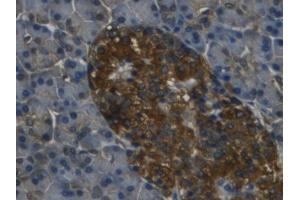 IHC-P analysis of Human Pancreas Tissue, with DAB staining. (REG3g Antikörper  (AA 39-175))