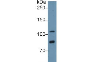 Western Blotting (WB) image for anti-Toll-Like Receptor 5 (TLR5) (AA 693-858) antibody (ABIN7438379)
