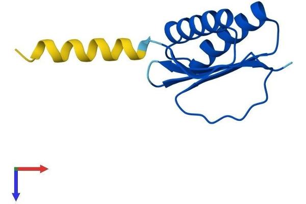 DNAL4 Protein (AA 1-105) (His tag)