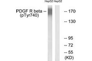 Western blot analysis of extracts from HepG2 cells treated with EGF 200ng/ml 30', using PDGFR beta (Phospho-Tyr740) Antibody. (PDGFRB Antikörper  (pTyr740))