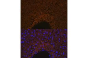 Immunofluorescence analysis of mouse liver using ApoM Rabbit mAb (ABIN7265646) at dilution of 1:100 (40x lens). (Apolipoprotein M Antikörper)