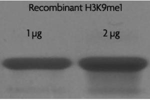 Recombinant Histone H3 monomethyl Lys9 analyzed by SDS-PAGE gel.