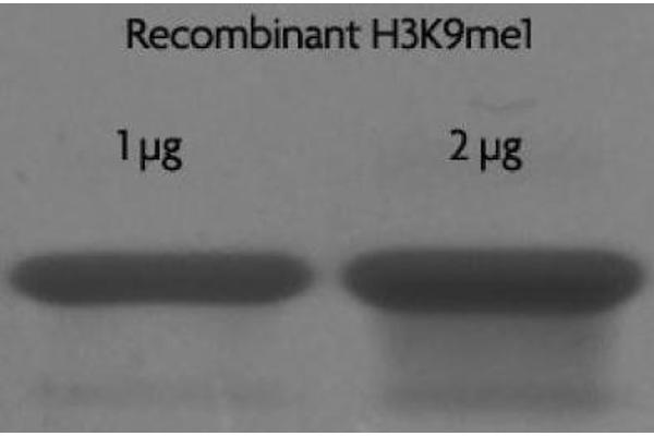 Histone 3 Protein (H3) (H3K9me)