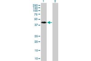 Western Blot analysis of WNT8A expression in transfected 293T cell line by WNT8A MaxPab polyclonal antibody. (WNT8A Antikörper  (AA 1-351))