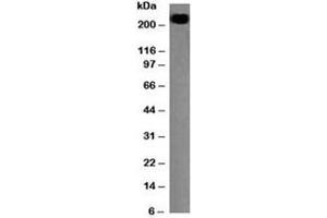 Western blot testing of CD45RB antibody and Daudi lysate