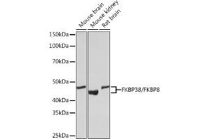 Western blot analysis of extracts of various cell lines, using FKBP38/FKBP8 Rabbit mAb (ABIN7267214) at 1:1000 dilution.