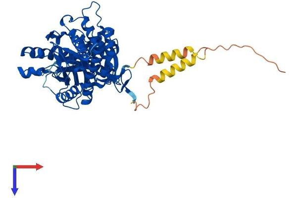 HYAL4 Protein (AA 1-481) (His tag)