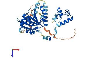 RAD51 Homolog B Protein (Rad51B) (AA 1-384) (His tag)