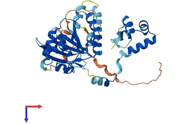 RAD51 Homolog B Protein (Rad51B) (AA 1-384) (His tag)