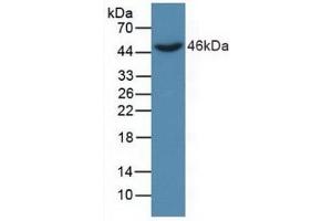 Detection of Recombinant DKK3, Human using Polyclonal Antibody to Dickkopf Related Protein 3 (DKK3) (DKK3 Antikörper  (AA 22-350))