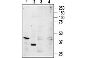 Western blot analysis of rat brain (lanes 1, 3) and rat kidney (lanes 2, 4) lysates: - 1,2. (ADORA1 Antikörper  (3rd Intracellular Loop))