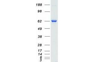 Validation with Western Blot (RPS6KB1 Protein (Myc-DYKDDDDK Tag))