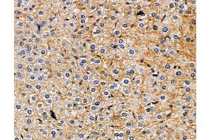ABIN6263347 and ABIN6277967 at 1/100 staining mouse liver tissue by IHC-P.