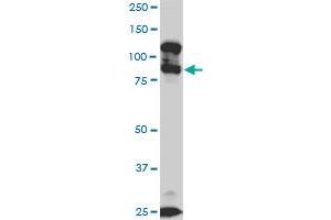 KSR2 monoclonal antibody (M05), clone 5C4. (KSR2 Antikörper  (AA 411-500))