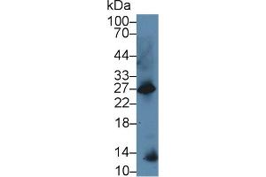 Western Blot; Sample: Mouse Kidney lysate; Primary Ab: 5µg/ml Rabbit Anti-Mouse GAL Antibody Second Ab: 0. (Galanin Antikörper  (AA 36-123))