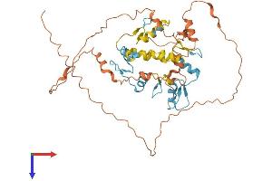 ZNF641 Protein (AA 1-438) (His tag)