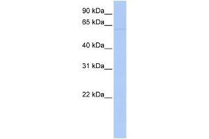 WB Suggested Anti-LRRC56 Antibody Titration: 0. (LRRC56 Antikörper  (N-Term))