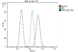 anti-Keratin 20 (KRT20) (AA 29-431) antibody