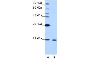 WB Suggested Anti-RBM8A  Antibody Titration: 1.