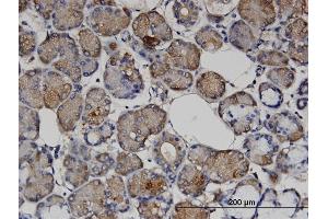 Immunoperoxidase of monoclonal antibody to VASH1 on formalin-fixed paraffin-embedded human salivary gland.