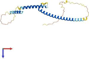 MXD3 Protein (AA 1-206) (His tag)