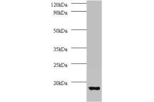 Western blot All lanes: V-type proton ATPase subunit G 1 antibody at 2 μg/mL + 293T whole cell lysate Secondary Goat polyclonal to rabbit IgG at 1/15000 dilution Predicted band size: 14 kDa Observed band size: 14 kDa (ATP6V1G1 Antikörper  (AA 2-118))