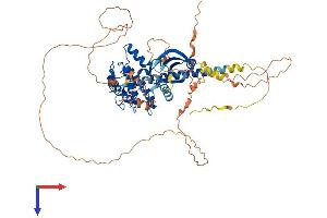 WEE1 Protein (AA 1-646) (His tag)
